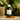 -20% VERMINUS + PARALEX VINEGAR.